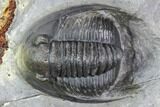 Cornuproetus Trilobite - Fine Preparation #105153-2
